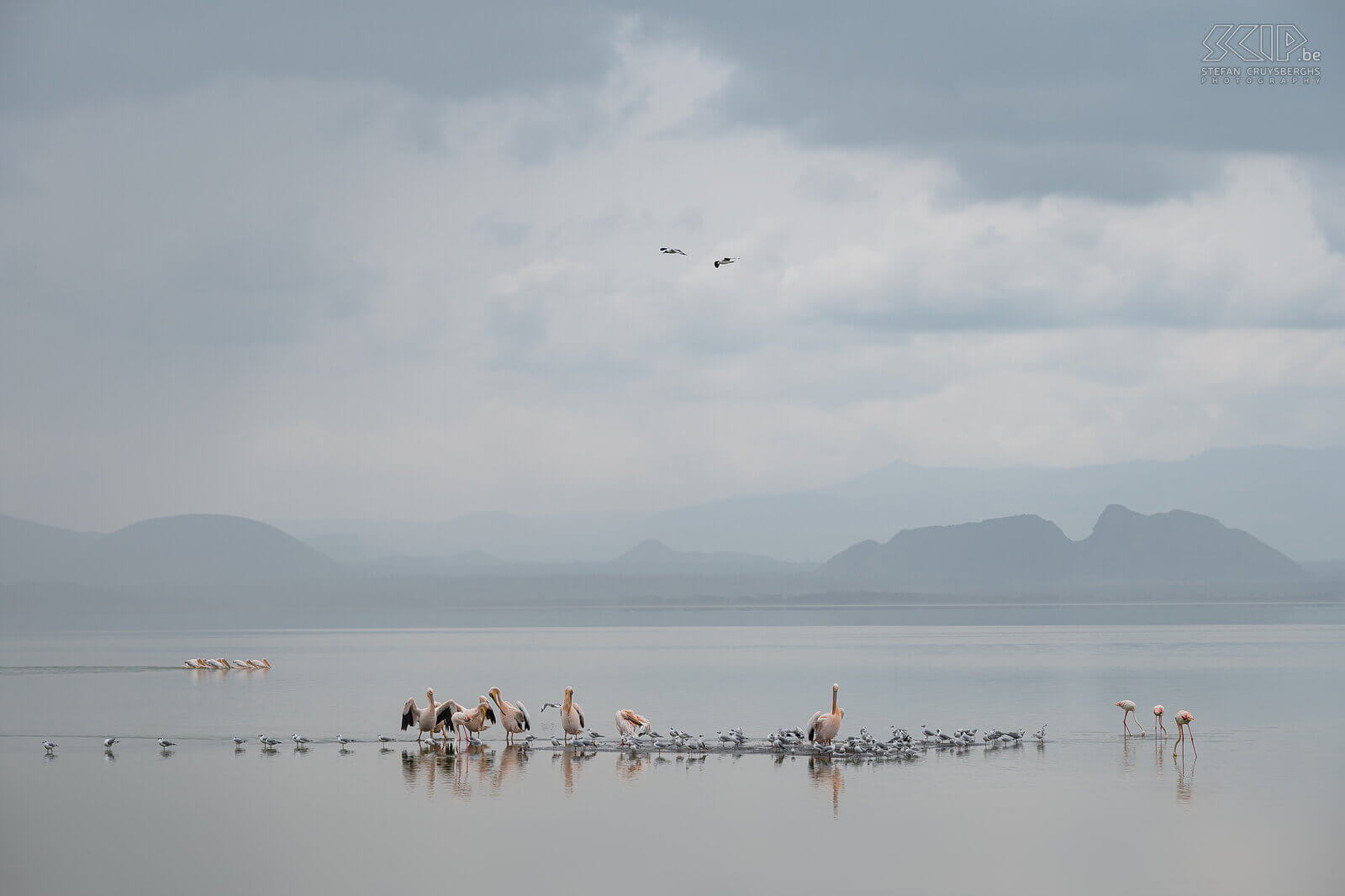 Lake Elementaita - Roze pelikanen en flamingo's Het ondiepe sodameer van Lake Elementaita wordt gezien als één van de mooiste meren van Kenia en het is 18m2 groot. Het regende toen wij in Soysambu toekwamen en dit zorgde voor wondermooi licht en een hele zachte achtergrond. Genieten dus voor een natuurfotograaf. We zagen er veel flamingo's en kleine groepjes roze pelikanen. Stefan Cruysberghs